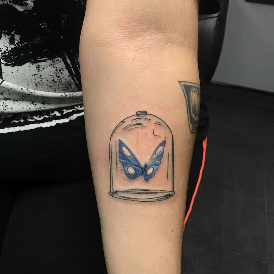 Blue butterfly in a glass dome