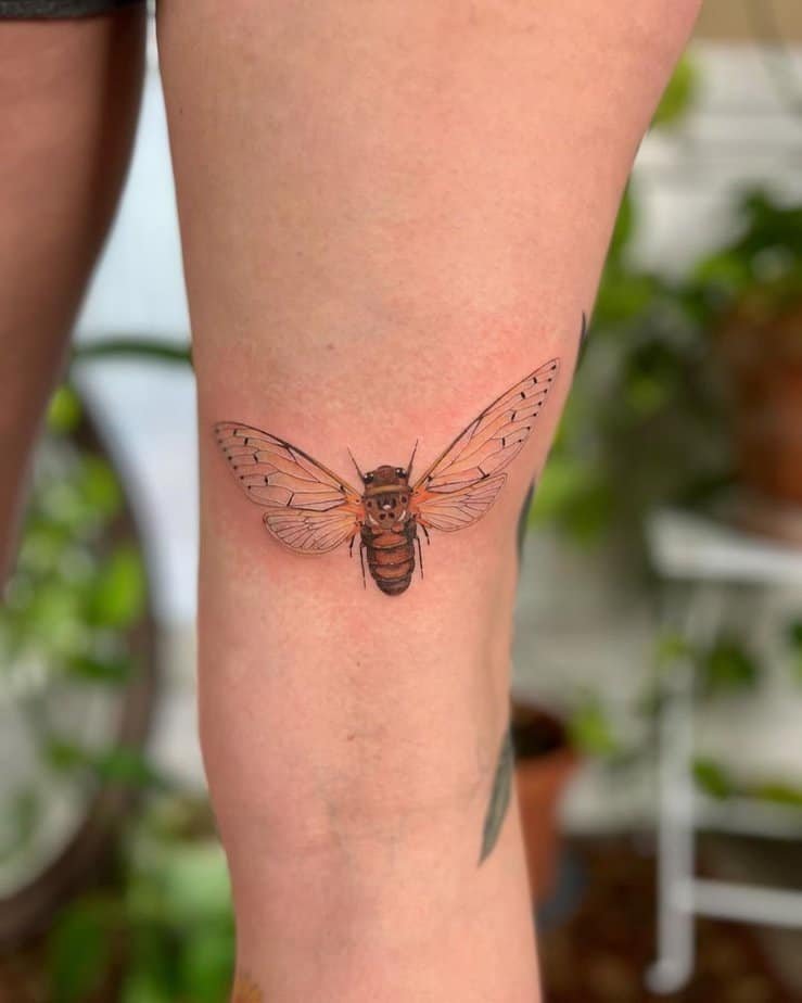Lifelike cicada tattoo